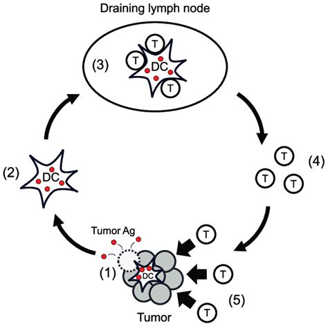 The Cancer Immunity Cycle The Generation Of Immunity To Cancer Is A