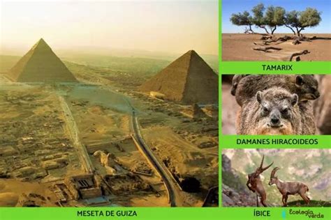 5 Natural Regions of Egypt - Summary and Map