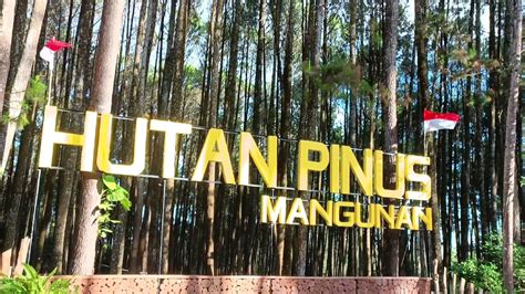 Menggali Pesona Alam Hutan Pinus Mangunan Destinasi Tersembunyi Yogyakarta