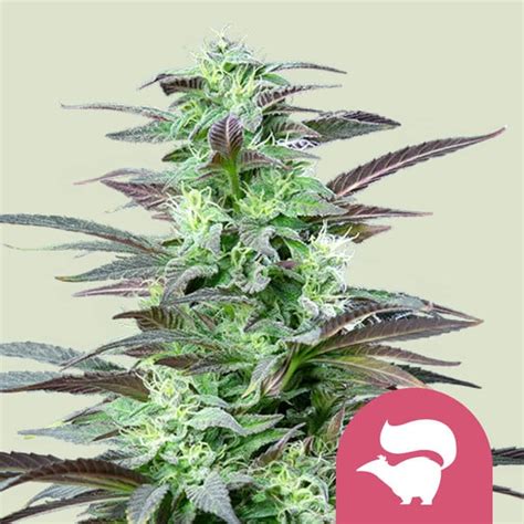 Buy Skunk Xl Feminized Cannabis Seeds Royal Queen Seeds