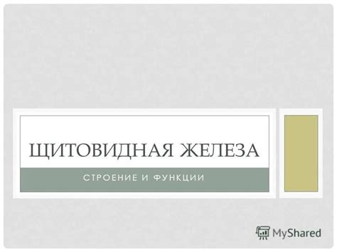Презентация на тему: "СТРОЕНИЕ И ФУНКЦИИ ЩИТОВИДНАЯ ЖЕЛЕЗА. ЩИТОВИДНАЯ ...