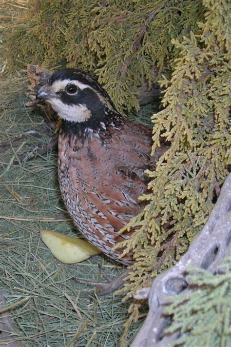 How Many Species Of Quail Are There | Animal Enthusias Blog