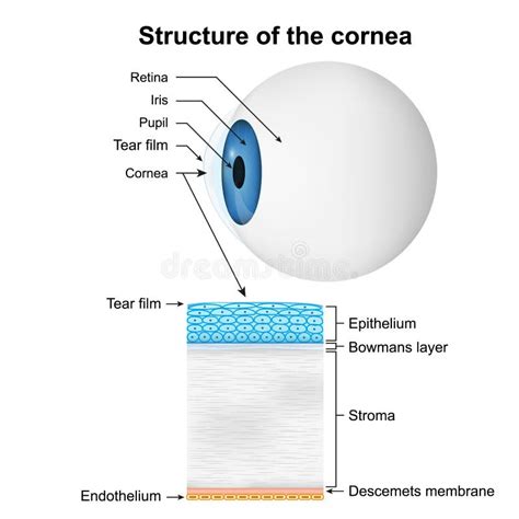 Structure of the Cornea Medical Vector Illustration on White Background Stock Illustration ...