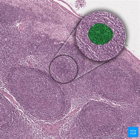 Lymph Nodes Histology Kenhub