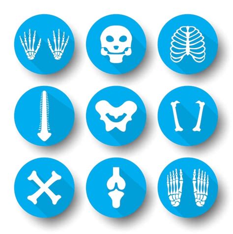 Premium Vector Cartoon Skeleton Body Parts Vector Icons Set Of Human