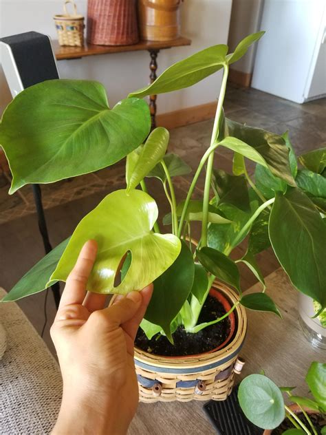 Guys!!!!!! My baby monstera from Trader Joe's just unrolled its first split leaf!! I wasn't sure ...