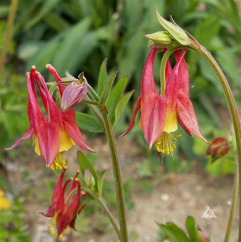 Eastern Columbine (Aquilegia canadensis) | Applewood Seed Company