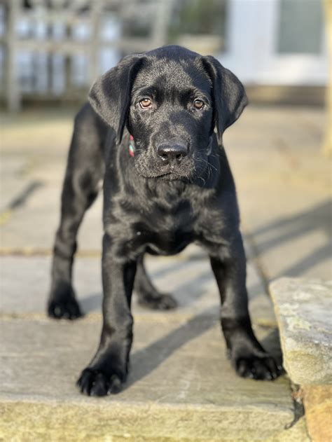 Golden Retriever Black Lab Mix Puppies Sale