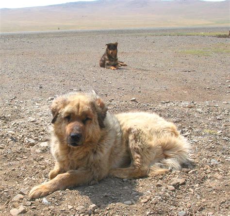 The Bankhar Dog Mongolian Bankhar Dog Project