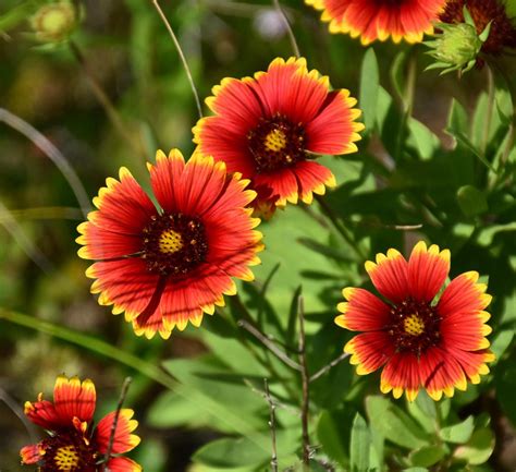 Plant Faqs Gaillardia Pulchella Indian Blanket