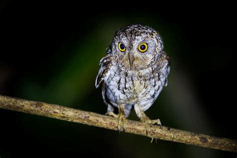 The Hidden Meaning Behind Spotting An Owl At Night Noodls