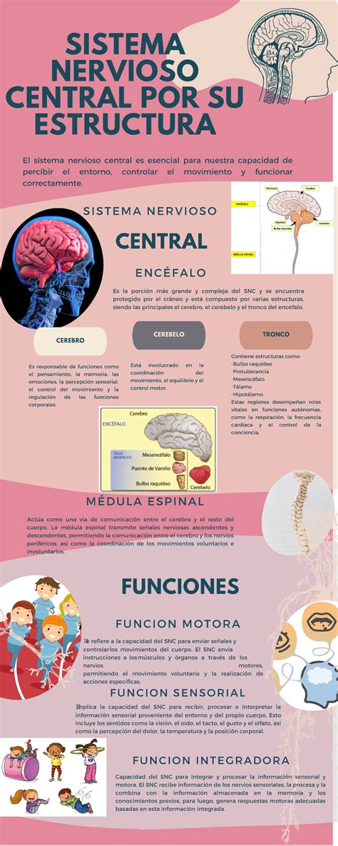 Infografia Sistema Nervioso Central Pdf Porn Sex Picture