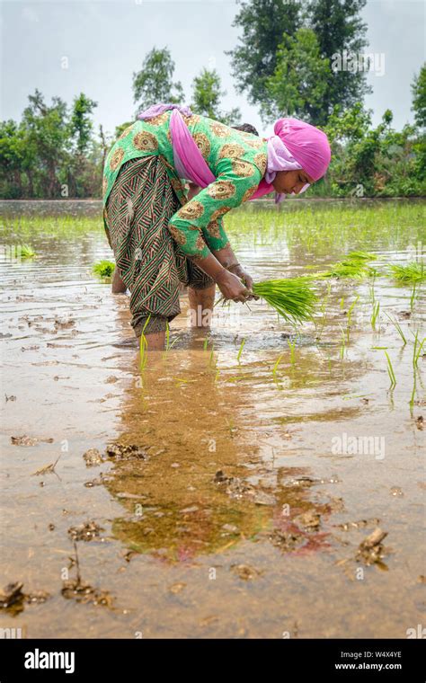 Group Of Farmers Preparing To Transplanting Rice Seedlings Or Young