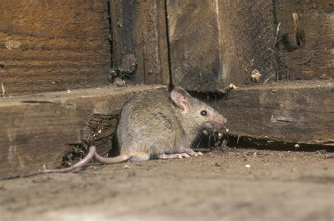 How To Prevent Mice From Entering Your Home Miller Pest Control