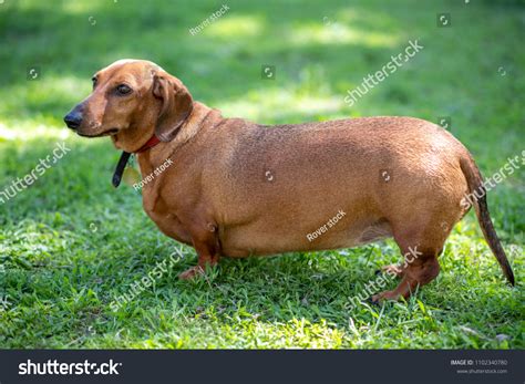 33,989 Fat Sausage Dog Images, Stock Photos & Vectors | Shutterstock