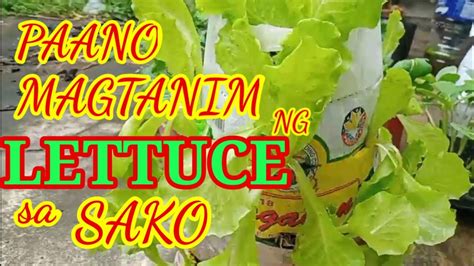 PAANO MAGTANIM NG LETTUCE SA SAKO YouTube