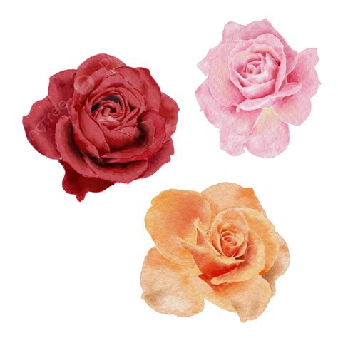 Rosa Aquarela Floral Clipart Vermelho Rosa Laranja PNG Aquarela Rosa