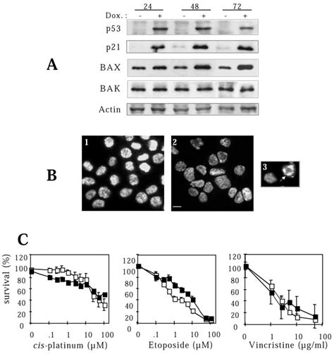 Effect Of P Expression On P And Bcl Related Protein Expression