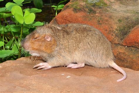 Attwaters Pocket Gopher Natural Atlas