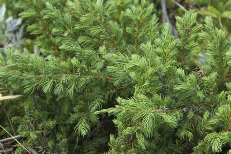 Juniperus sibirica - Изображение особи - Плантариум