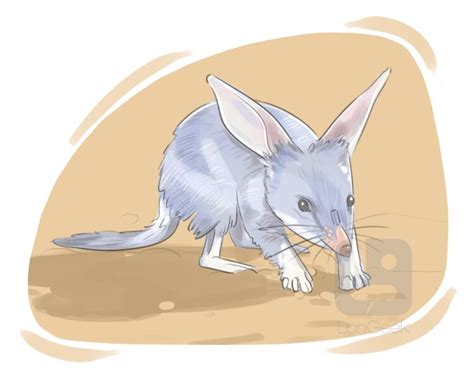 Definition And Meaning Of Rabbit Bandicoot Langeek