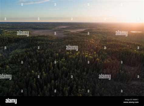 Aerial View Of Green Boreal Forest At Sunrise In Kurjenrahka National