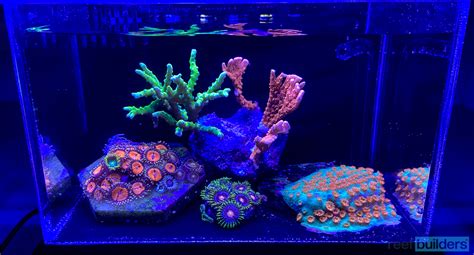 Building The Smallest Reef Tank Possible A Planck Reef Reef