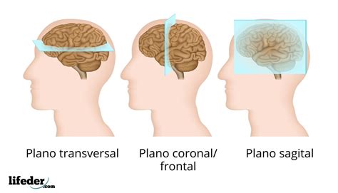 Plano Sagital Divide O Corpo Em