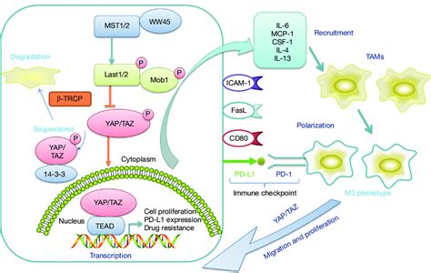 The Hippo Signalling Pathway In Tumour Cells And Its Association With