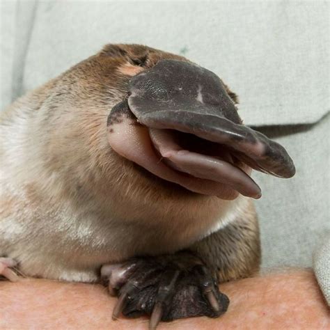 Pin By Serina Taylor On Animals Cute Animals Platypus Baby Platypus