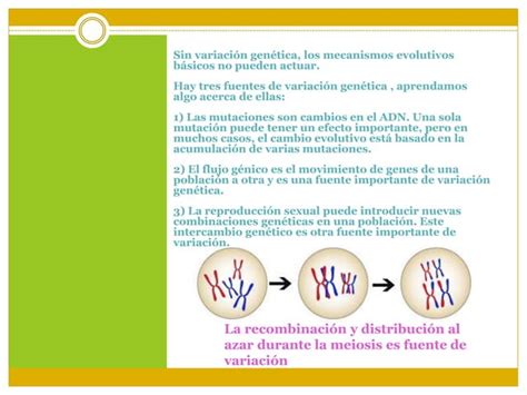 Variabilidad Genetica Fenotipo Genotipo Ppt