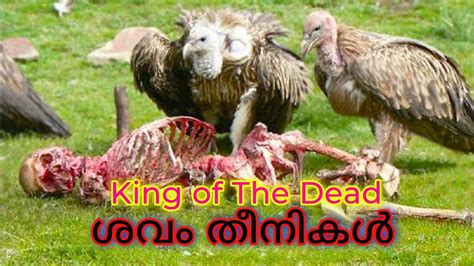 ശവ തനകൾ Vulture The King Of The Dead 2024 YouTube