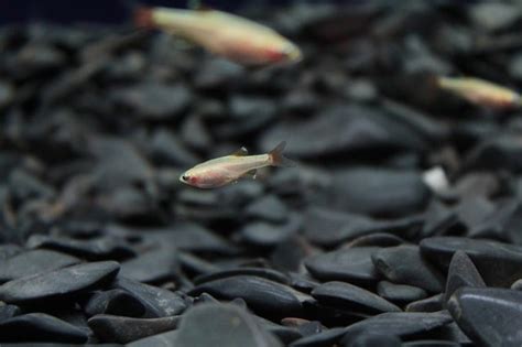13 Awesome Schooling Fish For Your Aquarium With Pictures