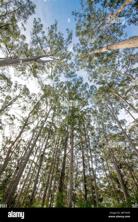 Karri Tree Eucalyptus Diversicolor Hi Res Stock Photography And Images