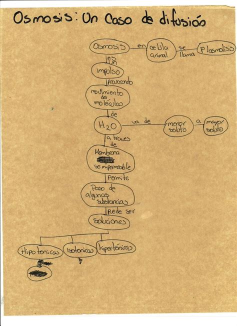Cuaderno Electr Nico Biolog A Iii Osmosis Un Caso De Difusi N