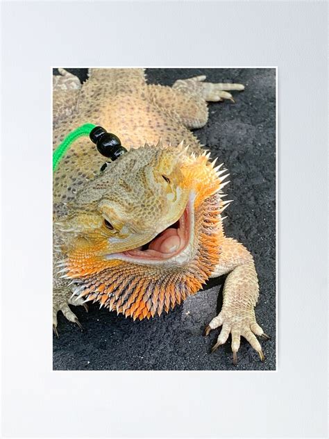 ""Bubbles" Bearded Dragon Smiling" Poster by ItsMichaelaa | Redbubble