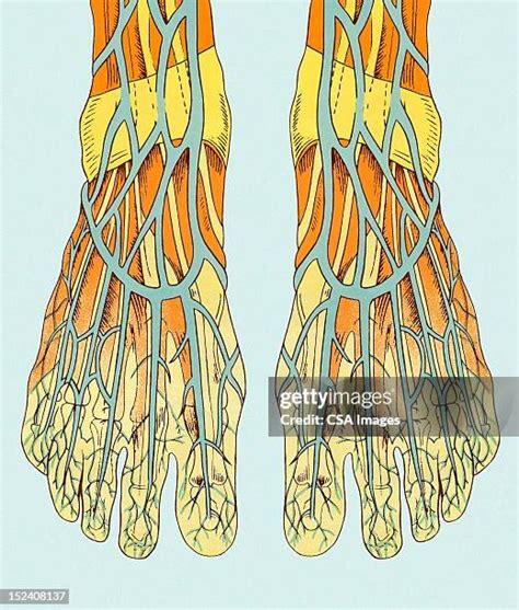 Arteries Of The Foot Photos And Premium High Res Pictures Getty Images