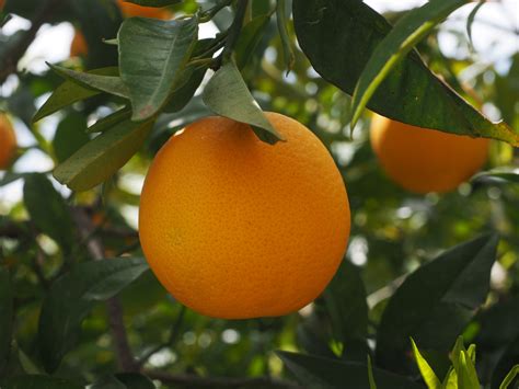 Free Images : branch, flower, summer, ripe, bush, orange tree, food, mediterranean, produce ...