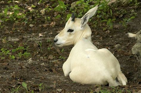 Arabian oryx, calf | Arabian oryx, Artiodactyla, Cute animals