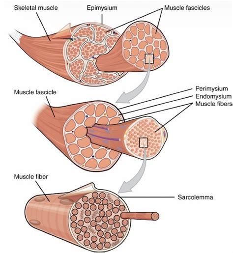 Structure Of A Muscle Cell Fibre Diagram Quizlet