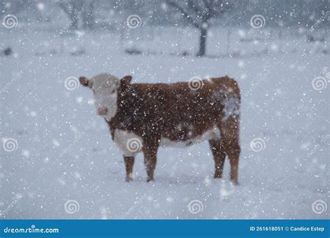 Hereford Cow Blurred through Winter Snow Stock Image - Image of storm ...