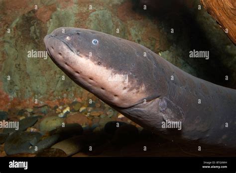 Electric Eel Electrophorus Electricus Amazon River Basin Stock Photo