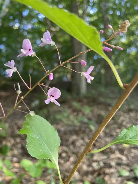 Naked Flowered Tick Trefoil From Rock Creek Park Washington Dc Us On