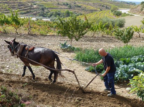 Poca De Arar El Campo