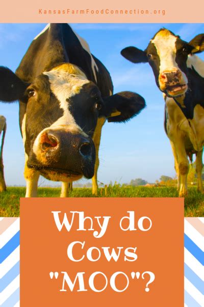 Why Do Cows Moo Kansas Farm Food Connection Eating Healthy From