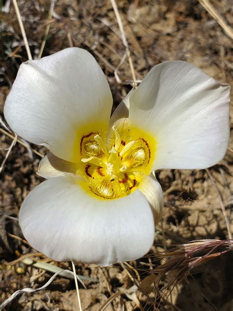 Yellow Centered Flower Photos Of Calochortus Nuttallii Liliaceae