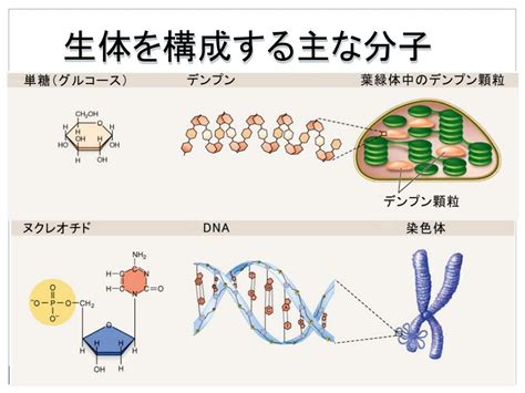 Ppt 生物学 Powerpoint Presentation Free Download Id7004583