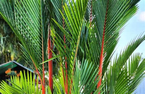 Palma Roja Cuidados Cultivo Y Gu A De Compra