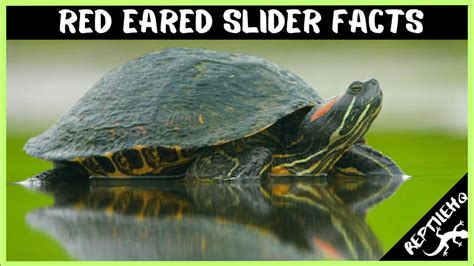 Red Eared Slider Facts 17 Fascinating Facts About Red Eared Sliders