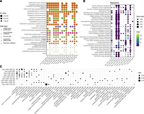 Mirna Enrichment And Localization Analysis Indicate The Role Of The